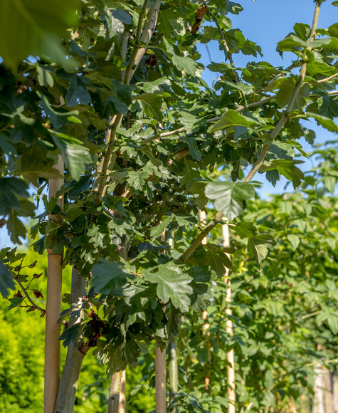 Głóg dwuszyjkowy Paul's Scarlet (obw.2/4cm)