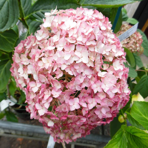 Hortensja krzewiasta Candybella Bubblegum (C2)