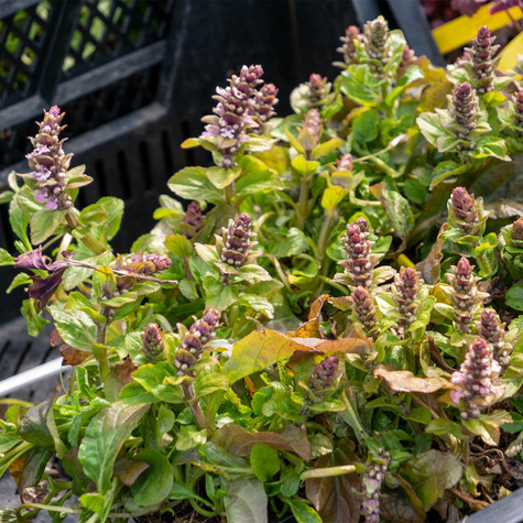 Dąbrówka rozłogowa Rosea (P9)