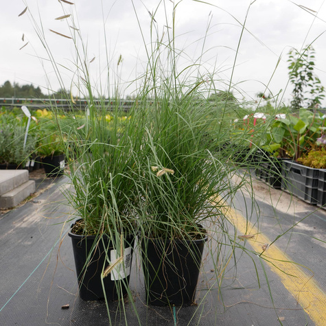 Butelua smukła trawa Grama (C2)