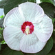 Hibiskus bagienny Luna White (C2)