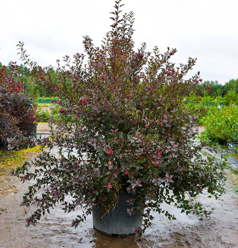 Pęcherznica kalinolistna Red Compact