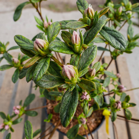 Azalia japońska Ledikanense