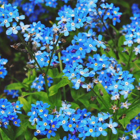 Niezapominajka ciemnoniebieska 0,5g Vilmorin