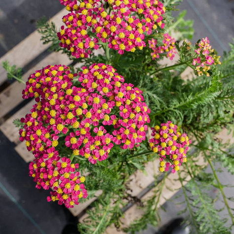 Krwawnik ogrodowy Milly Rock Cherry