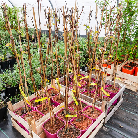 Winorośl winogrona Konkord Rosyjski donica C2