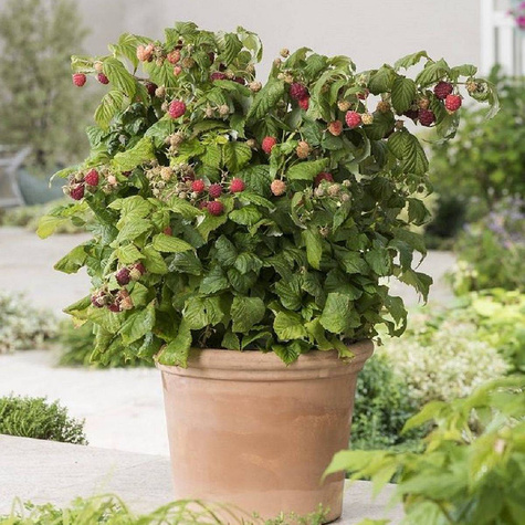 Malina czerwona na balkon Summer Lovers Petite Red