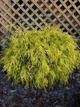 Cyprysik groszkowy 'Golden Mop'