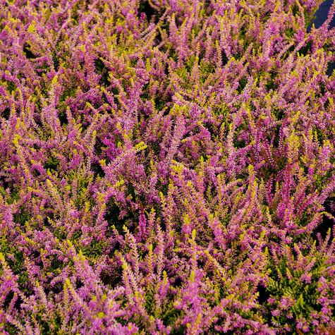 Wrzos pospolity Wickware Flame