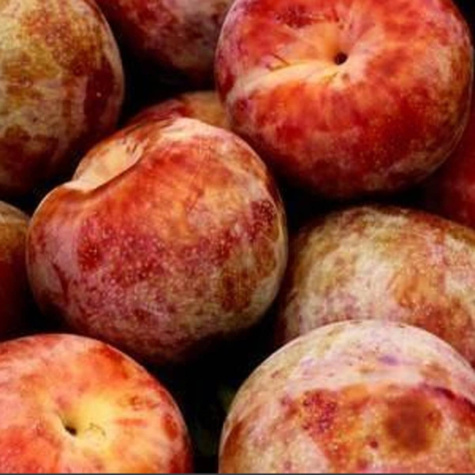 Śliwko-morela Śliwomorela Dapple Dandy Plant Pack