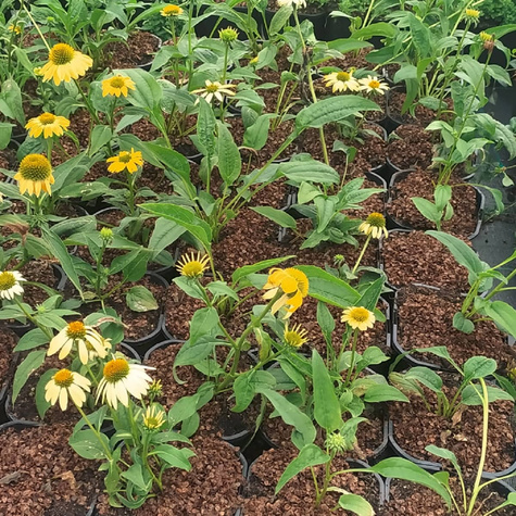 Jeżówka purpurowa PolliNation Yellow (C2)