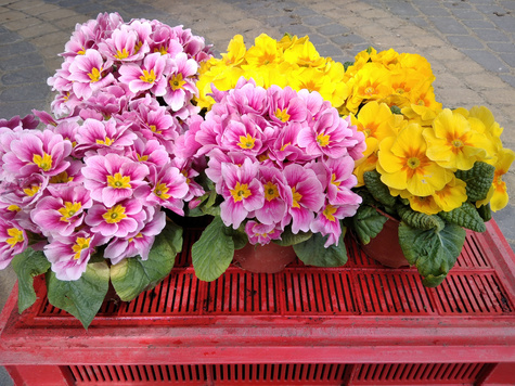 Zestaw Prymulek Prymula 3 żółte + 3 różowe Pierwiosnki Słoneczny Duet