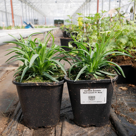 Goździk brodaty Barbarini F1 Red Picotee (C2)