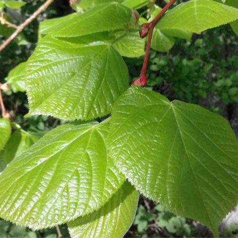 Lipa holenderska Pallida (C2)