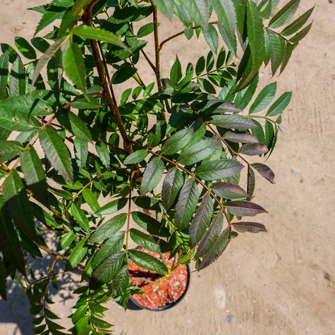 Jarząb kolumnowy Autumn Spire