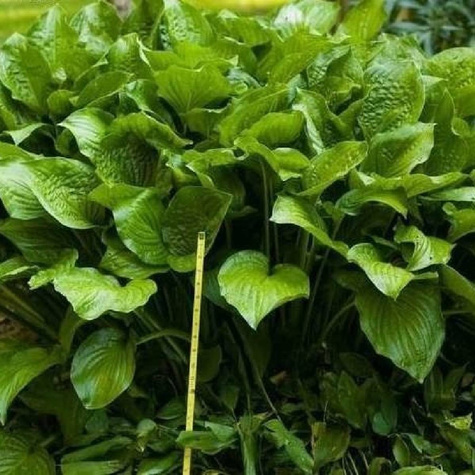 Funkia Hosta Royal Standard (P9)