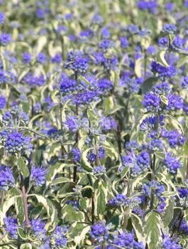 Barbula klandońska White Suprise (C2)