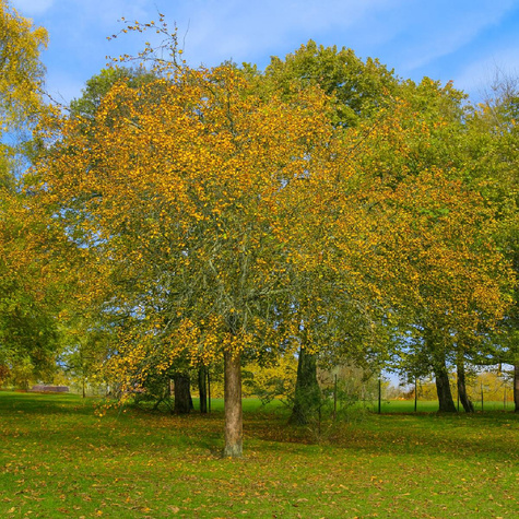 Jabłoń Ozdobna Rajska Golden Hornet