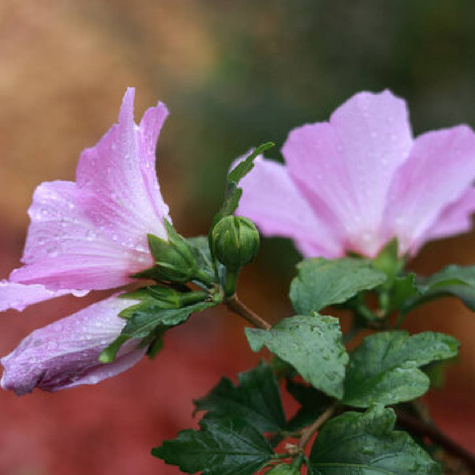 Ketmia syryjska Pink Flirt (P9)