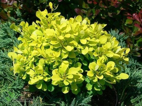 Berberys thunberga Tiny Gold doniczka C5