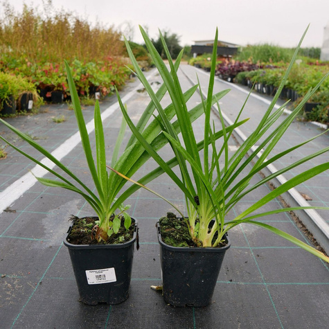 Agapant afrykański His Majesty (C2)