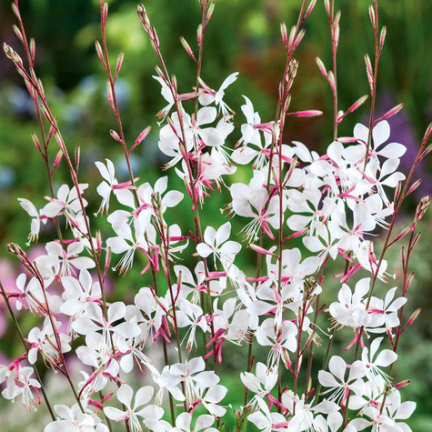 Gaura biała 0,5g Toraf