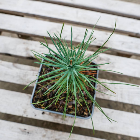 Sosna Jeffreyi bardzo długie igły P9