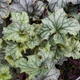 Żurawka ogrodowa Frosted Lilac (C2)