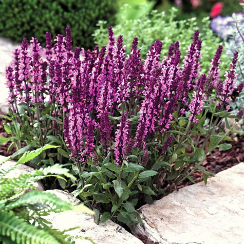 Szałwia omszona Rose Queen (C2)