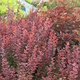Berberys thunberga Chocolate Summer (P9)