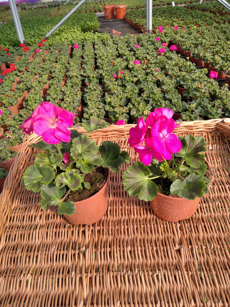 Pelargonia stojąca różowa Piękne sadzonki