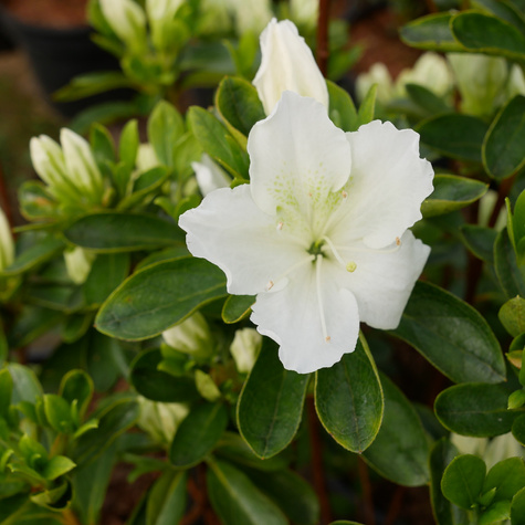 Azalia japońska biała Subtelna (C2)