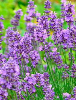 Zestaw Lawenda wąskolistna Vienco Purple 6 szt