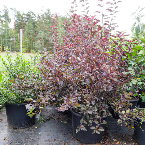 Pęcherznica kalinolistna Amber Jubilee (C20)