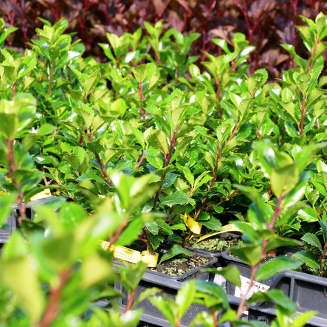 Ostrokrzew Blue Princess żeński (C2)