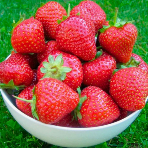 HURT Truskawka Holy średnio wczesna 500szt FRIGO