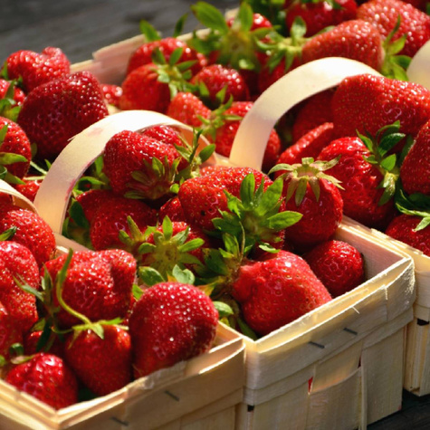 Truskawka Honeoye bardzo wczesna sadzonki zielne kopane