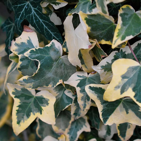 Bluszcz pospolity Golden Child (C2)