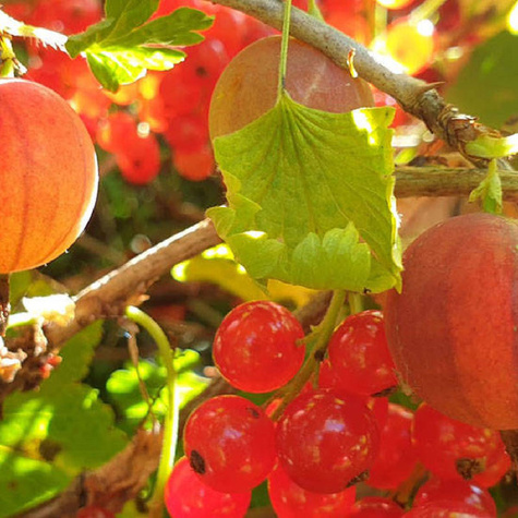 Duo agrest czerwony i porzeczka czerwona na pniu Plant Pack