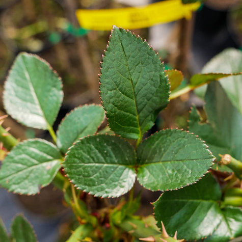 Róża szczepiona na pniu wielkokwiatowa RÓŻOWA