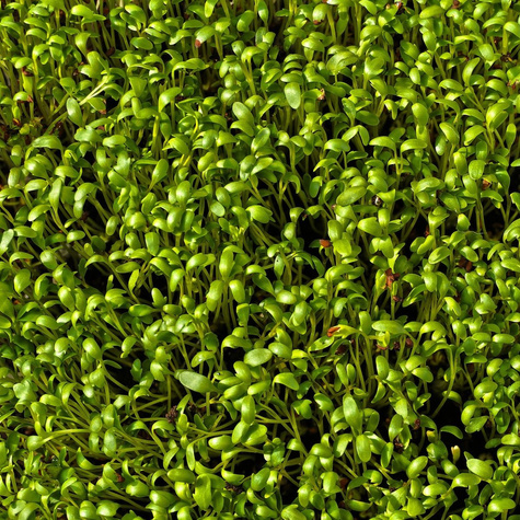 Rzeżucha ogrodowa 10g