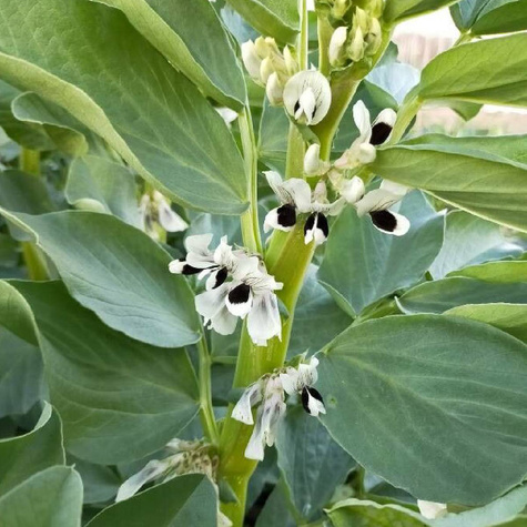 Bób Superaguadulce 40g wczesny