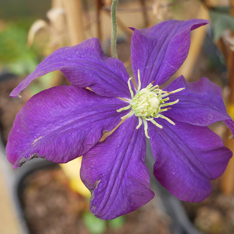 Powojnik wielkokwiatowy Warszawska Nike