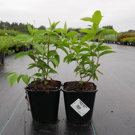 Żylistek szorstki 'Plena' (C2)