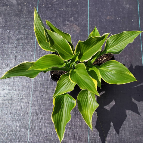 Funkia ogrodowa Hosta Yellow River (C2)