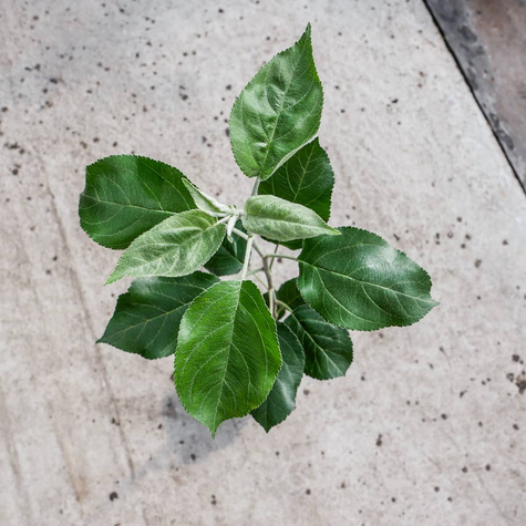 Jabłoń Fantazja w doniczce (C2)