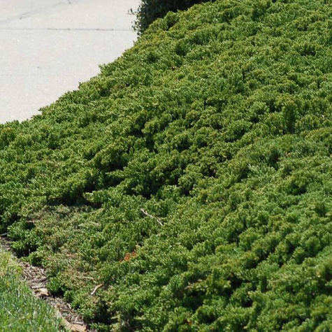 Jałowiec płożący Prince of Wales (C2)