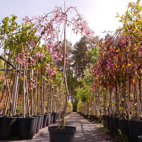 Jabłoń Ozdobna Czerwona Pendula Szczepiona Na Pniu