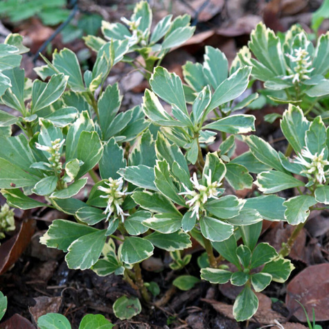 Runianka japońska Variegata (C2)