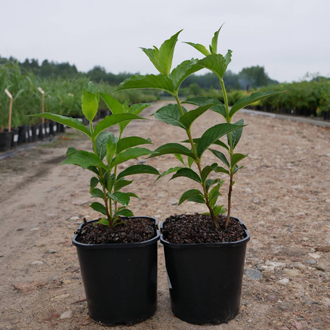 Krzewuszka wczesna Bouquet Rose (C2)